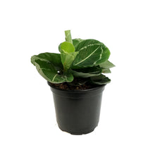 Load image into Gallery viewer, Calathea, 6in, Northern Lights
