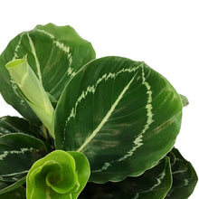 Load image into Gallery viewer, Calathea, 6in, Northern Lights
