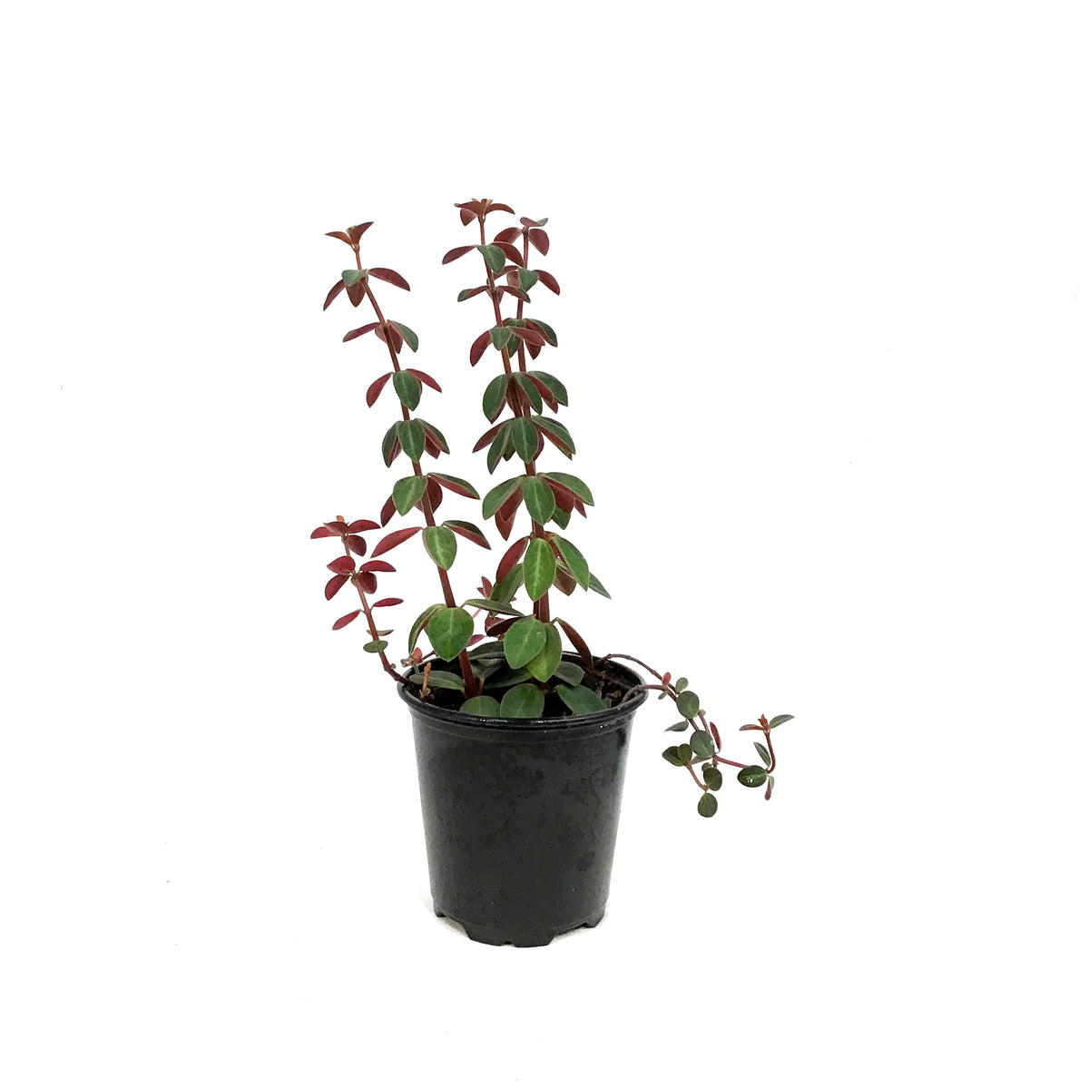 Peperomia, 3.5in, Verticillata Red Log