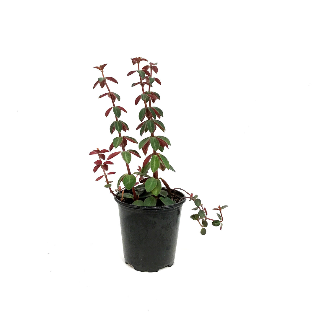 Peperomia, 3.5in, Verticillata Red Log