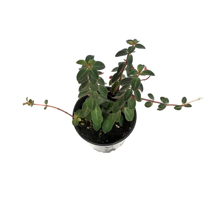 Peperomia, 3.5in, Verticillata Red Log
