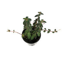 Load image into Gallery viewer, Peperomia, 3.5in, Verticillata Red Log
