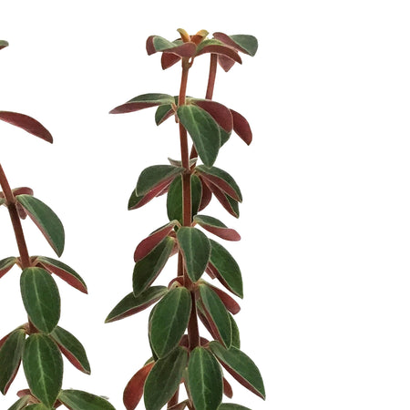 Peperomia, 3.5in, Verticillata Red Log