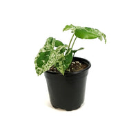 Syngonium, 4in, Mojito