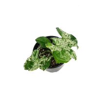 Load image into Gallery viewer, Syngonium, 4in, Mojito
