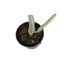 Load image into Gallery viewer, Euphorbia, 6in,  Ghost
