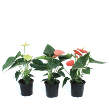 Load image into Gallery viewer, Anthurium, 4in

