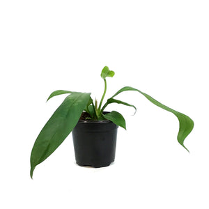 Anthurium, 4in, Vittarifolium