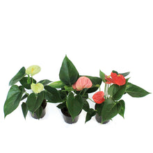 Load image into Gallery viewer, Anthurium, 4in

