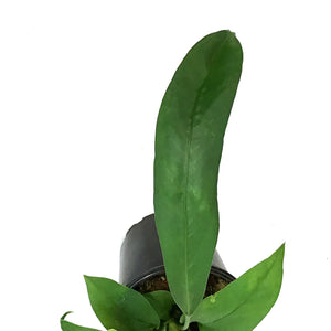 Anthurium, 4in, Vittarifolium