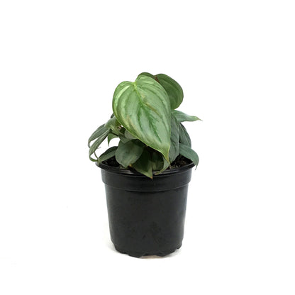Philodendron, 4in, Sodiroi Var