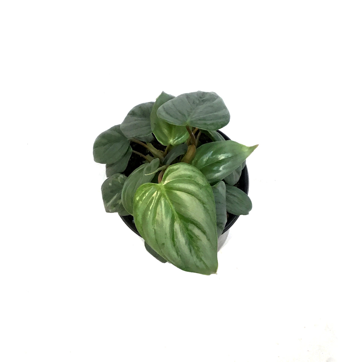 Philodendron, 4in, Sodiroi Var