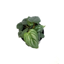 Load image into Gallery viewer, Philodendron, 4in, Sodiroi Var
