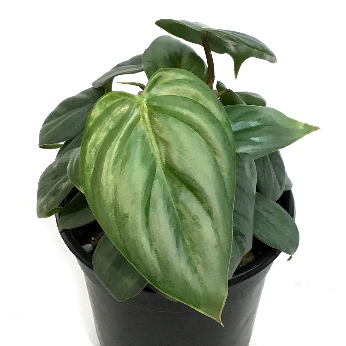 Philodendron, 4in, Sodiroi Var