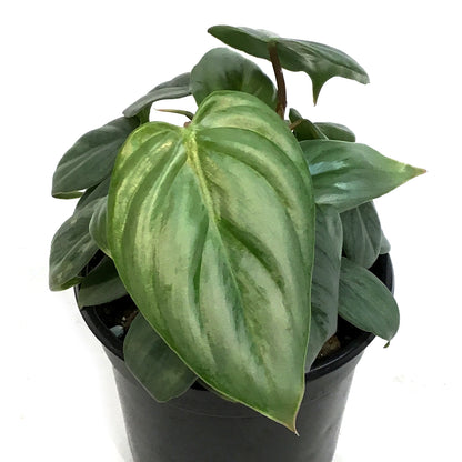 Philodendron, 4in, Sodiroi Var