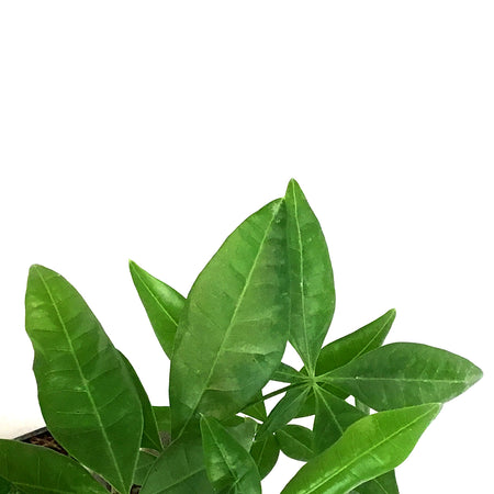 Pachira, 2.5in, Money Tree