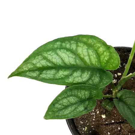 Monstera, 4in, Siltepecana