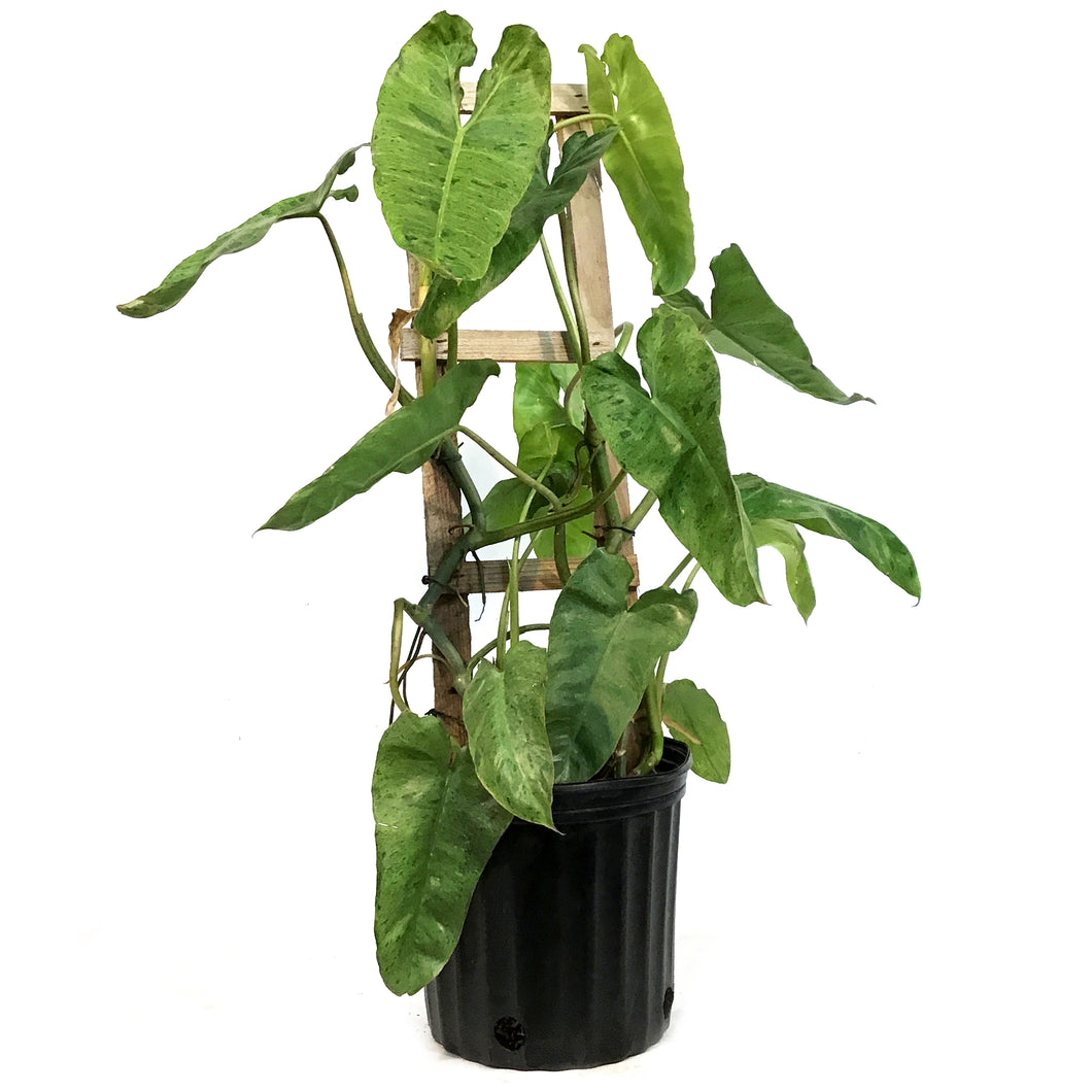 Philodendron, 10in, Paraiso Verde Trellis