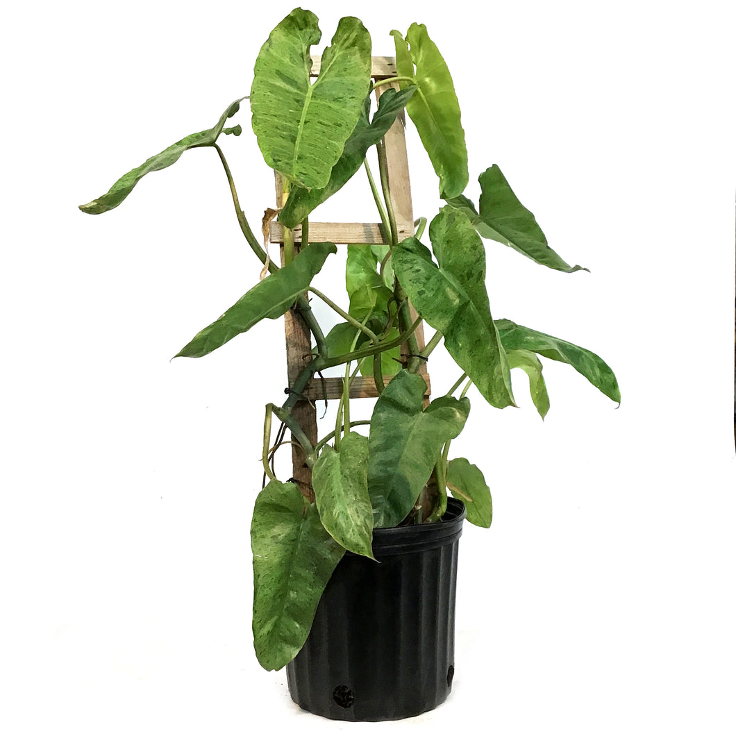 Philodendron, 10in, Paraiso Verde Trellis