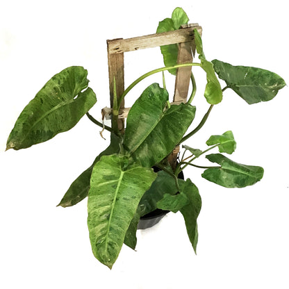 Philodendron, 10in, Paraiso Verde Trellis