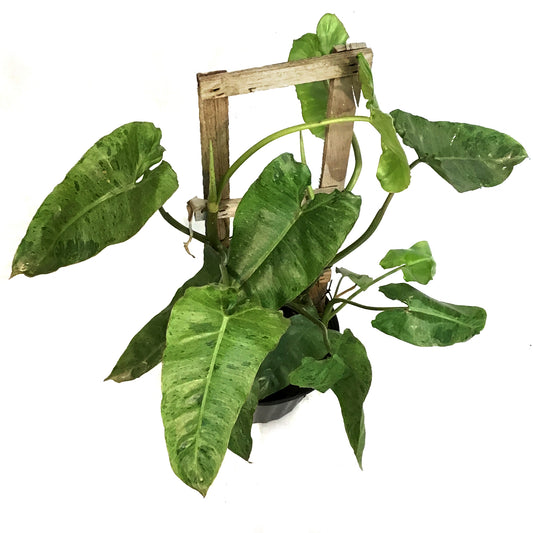 Philodendron, 10in, Paraiso Verde Trellis