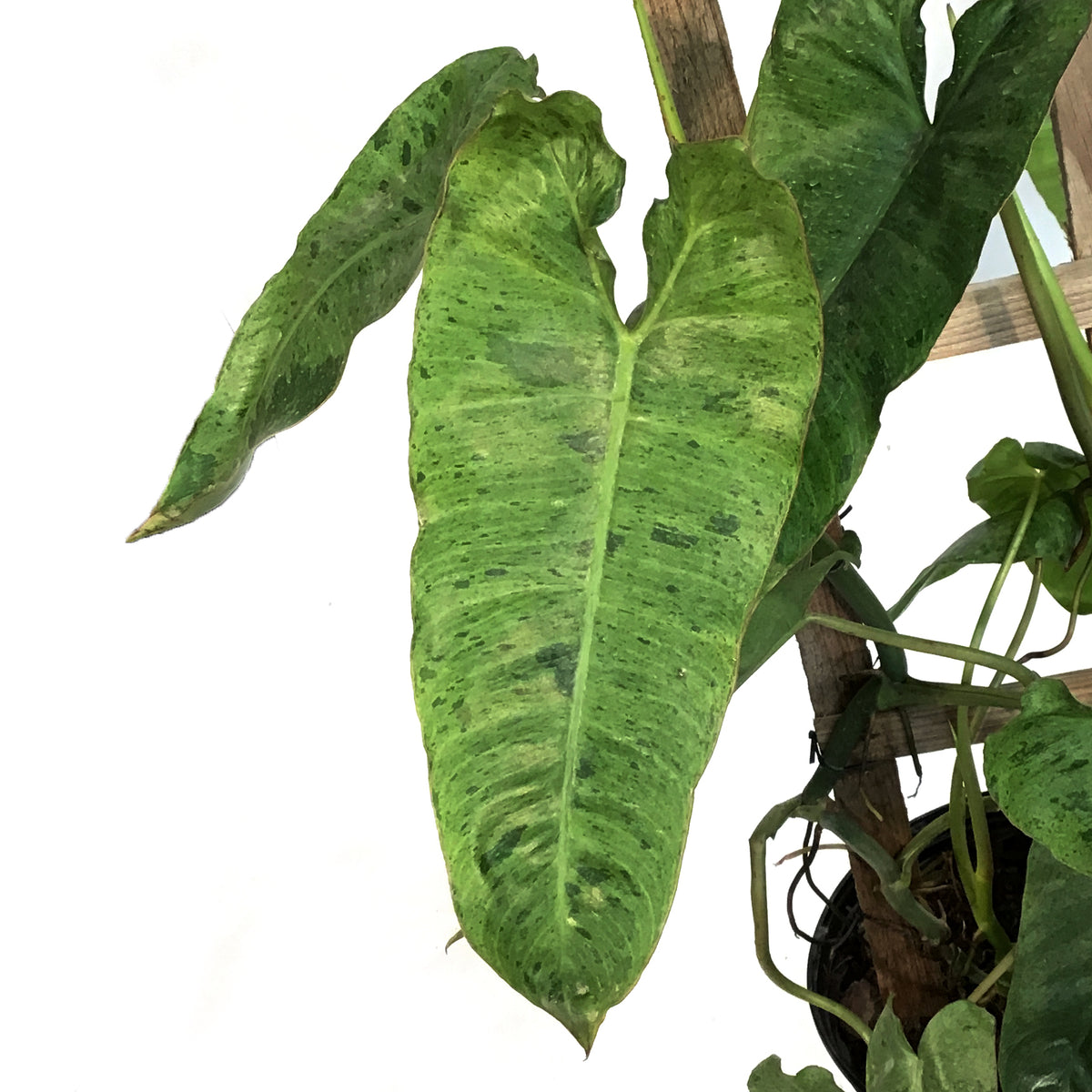 Philodendron, 10in, Paraiso Verde Trellis