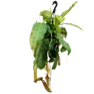 Nepenthes, 8in HB, Alata