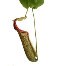 Load image into Gallery viewer, Nepenthes, 8in HB, Alata
