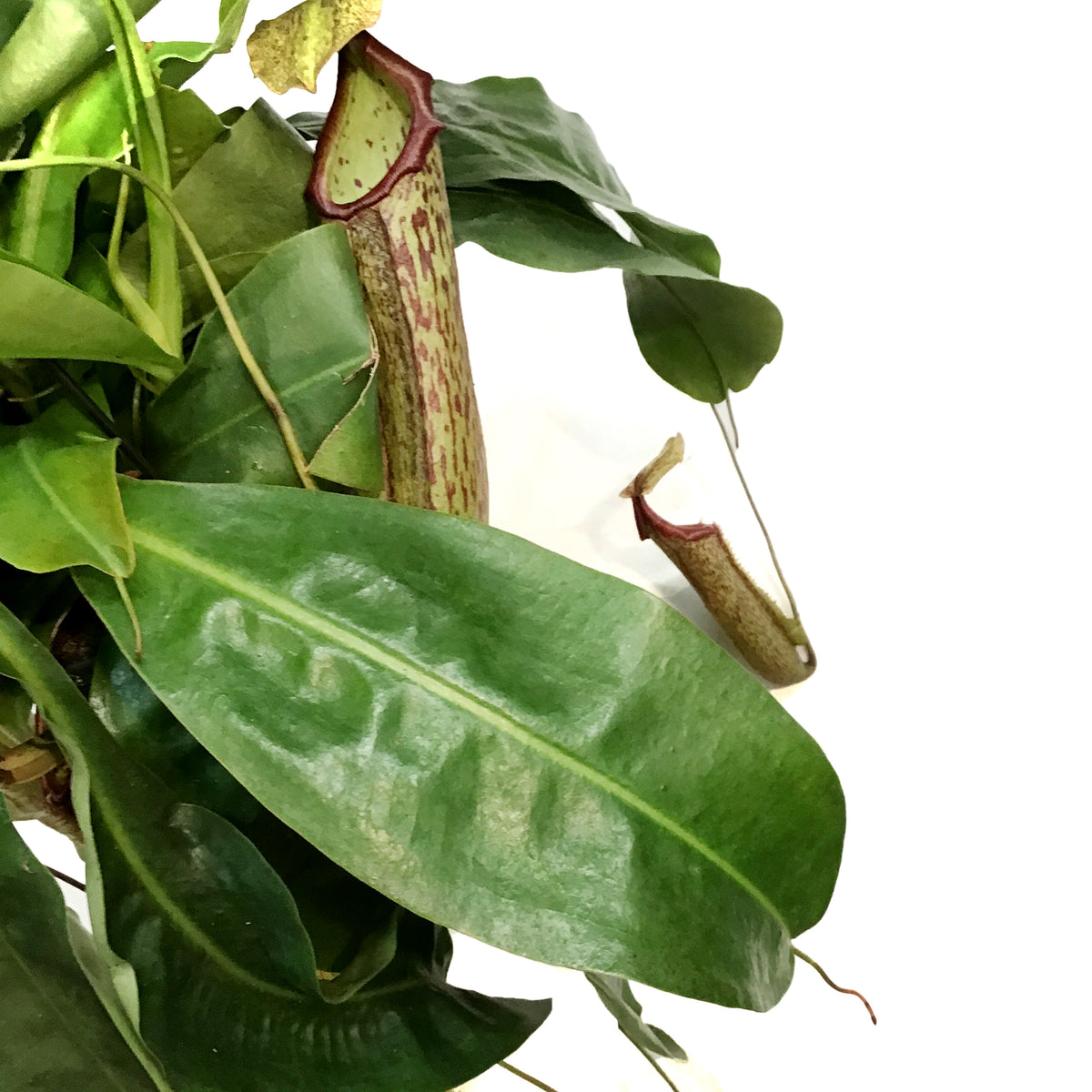 Nepenthes, 8in HB, Alata