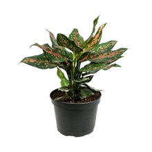 Load image into Gallery viewer, Aglaonema, 6in, Angle
