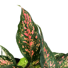 Load image into Gallery viewer, Aglaonema, 6in, Angle
