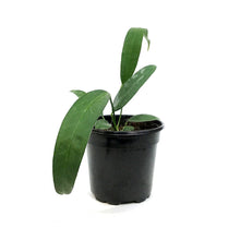 Load image into Gallery viewer, Anthurium, 4in, Wendlingeri
