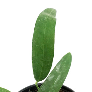 Anthurium, 4in, Wendlingeri