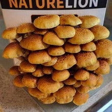 Load image into Gallery viewer, Nature Lion Chestnut Mushroom Mushroom Growing Kit
