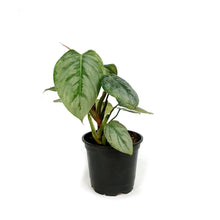 Load image into Gallery viewer, Philodendron, 4in, Sodiroi Silver

