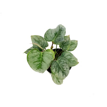 Load image into Gallery viewer, Philodendron, 4in, Sodiroi Silver
