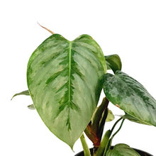 Load image into Gallery viewer, Philodendron, 4in, Sodiroi Silver
