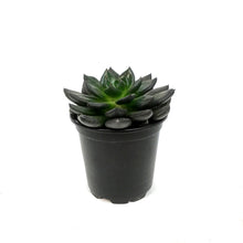 Load image into Gallery viewer, Succulent, 4in, Echeveria Gothika
