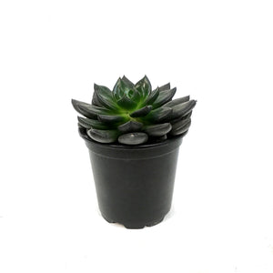 Succulent, 4in, Echeveria Gothika