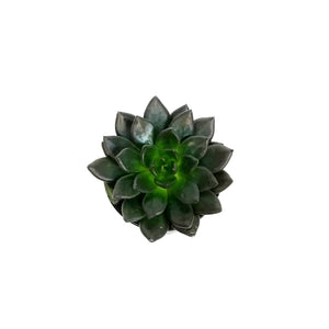 Succulent, 4in, Echeveria Gothika