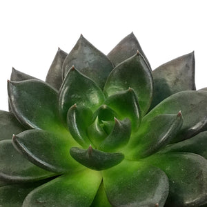 Succulent, 4in, Echeveria Gothika