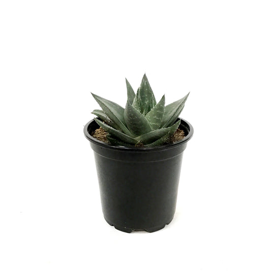 Haworthia, 4in,Savanna