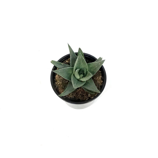 Haworthia, 4in,Savanna