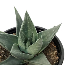 Load image into Gallery viewer, Haworthia, 4in,Savanna
