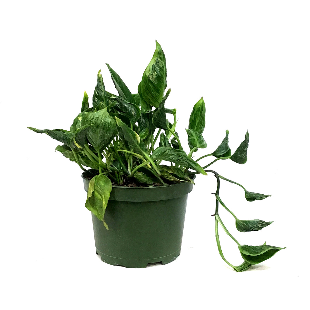 Pothos, 6in, Shangri La