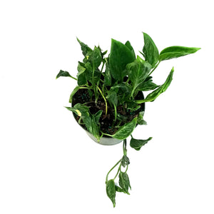 Pothos, 6in, Shangri La