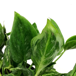 Pothos, 6in, Shangri La