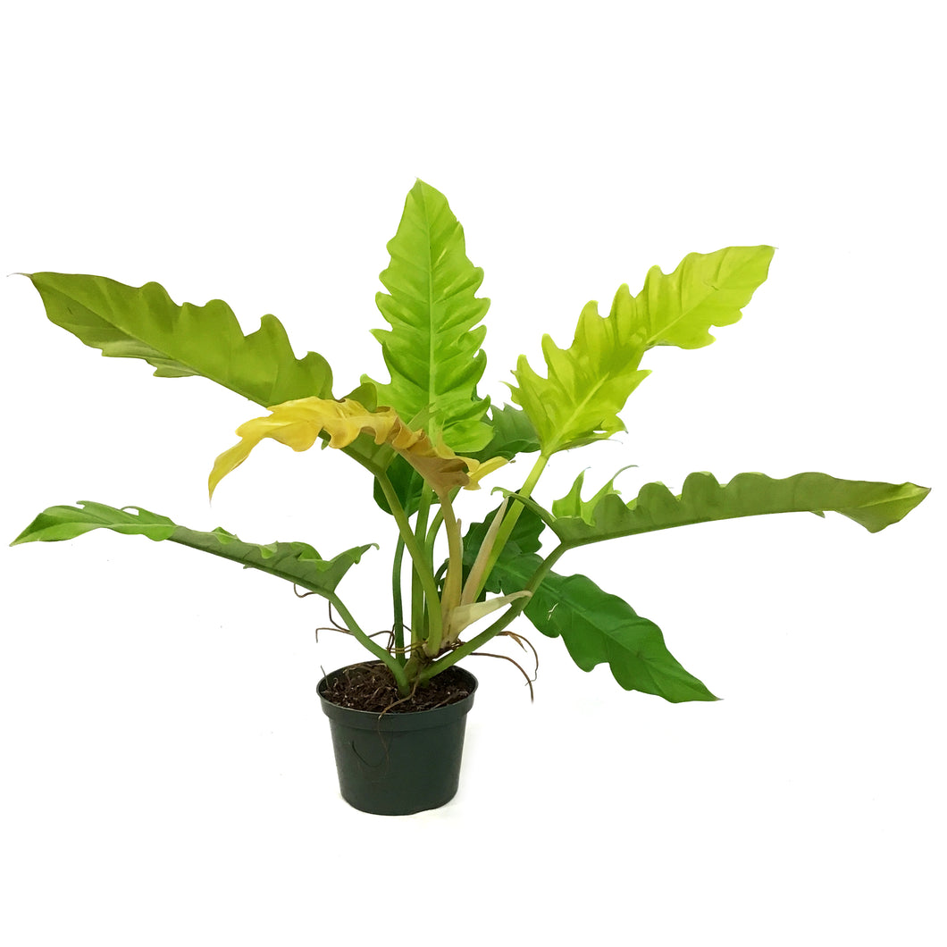 Philodendron, 6in, Ring of Fire Gold