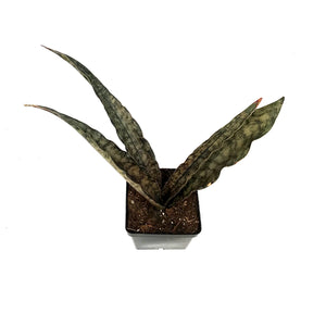 Sansevieria, 4in, Coppertone