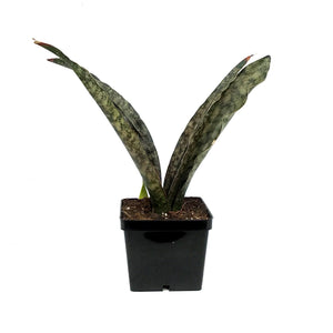 Sansevieria, 4in, Coppertone